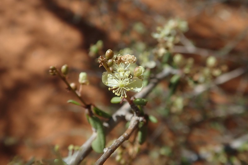 Talinum albiflorum photo 4