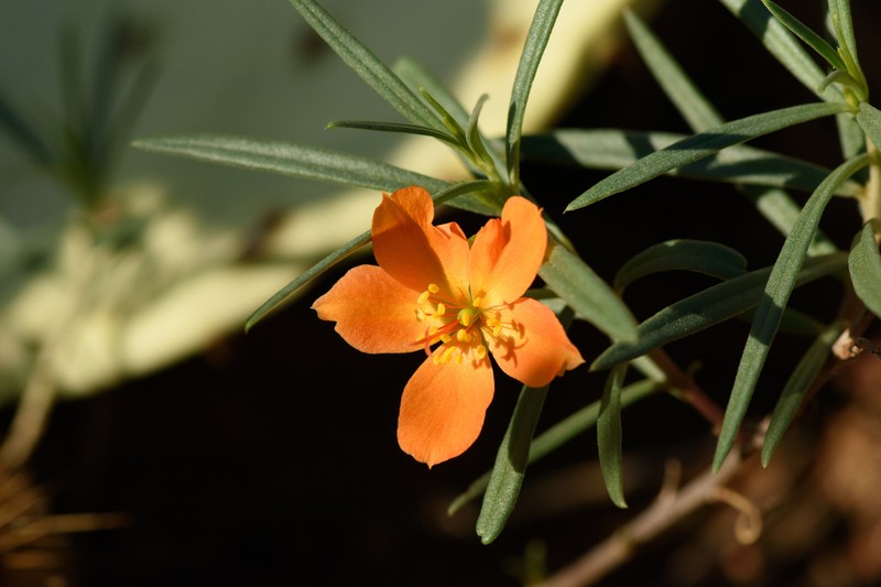 Orange Fameflower