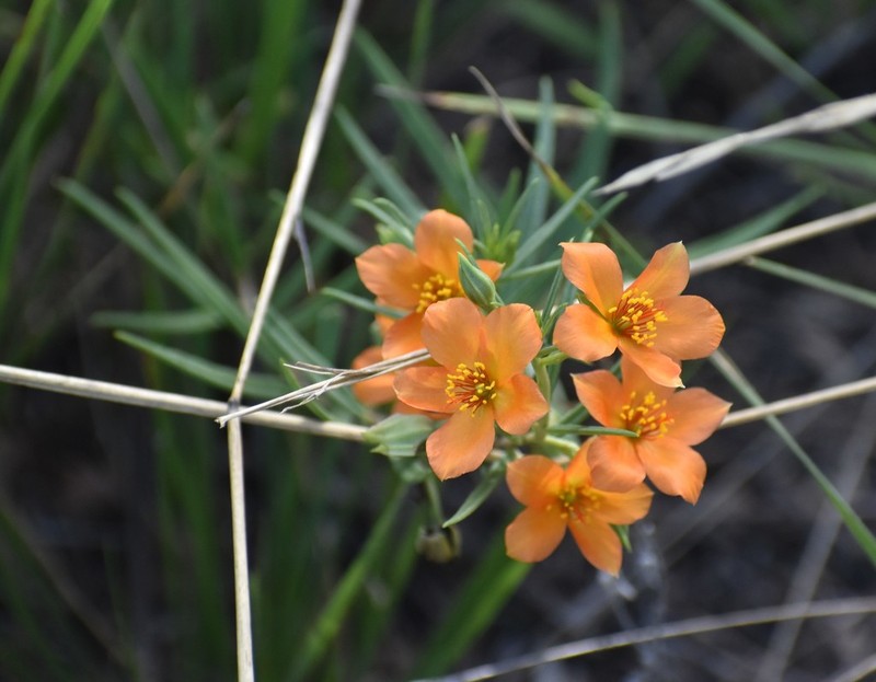 Orange Fameflower photo 2
