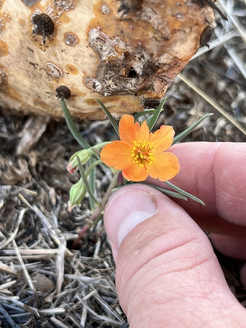 Orange Fameflower photo 3