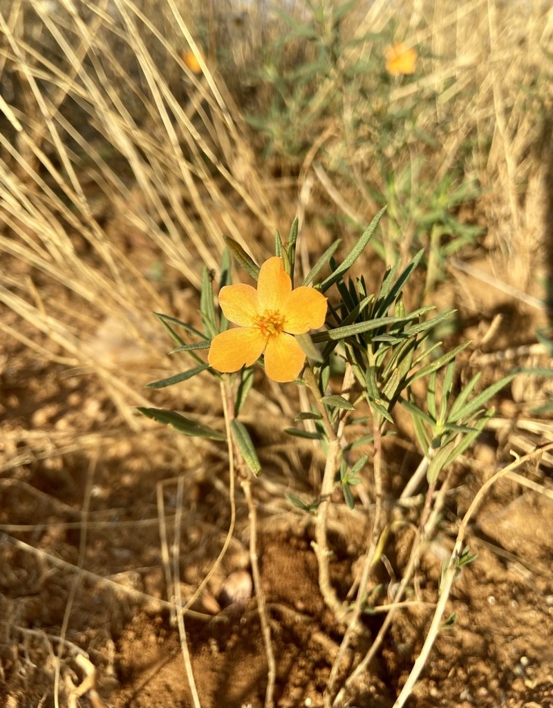 Orange Fameflower photo 4
