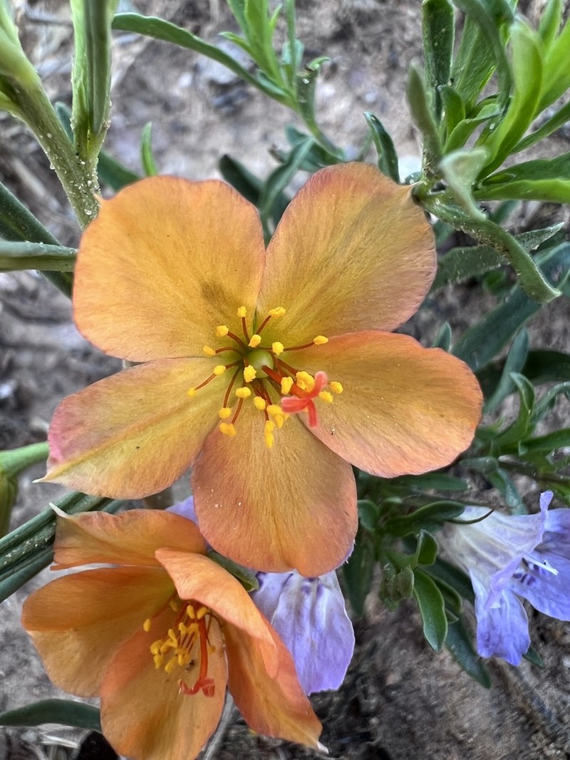 Orange Fameflower photo 6