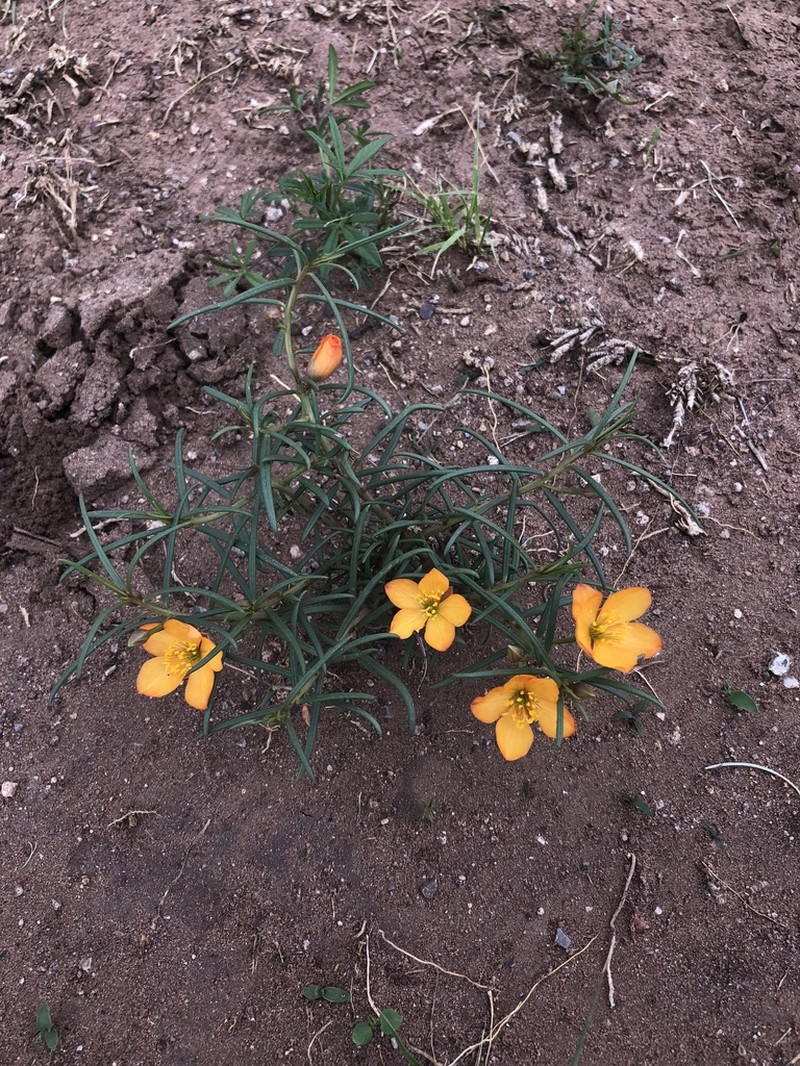 Orange Fameflower photo 7