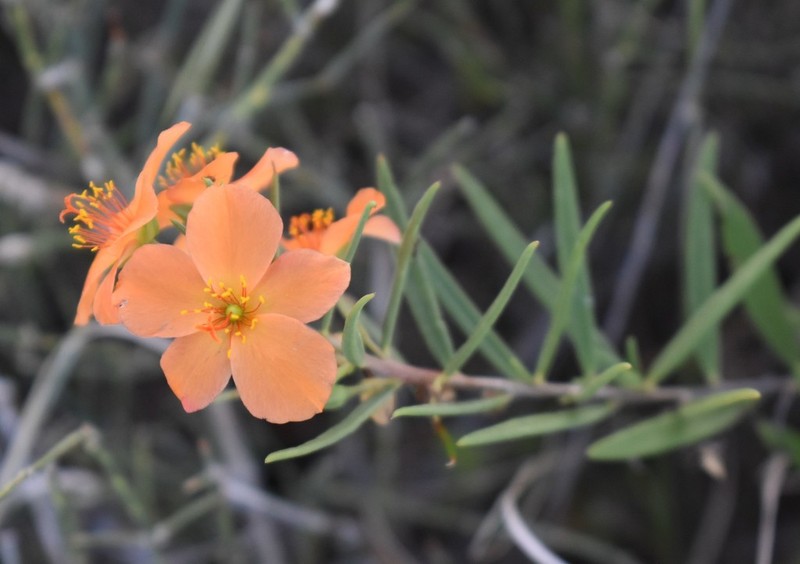 Orange Fameflower photo 8