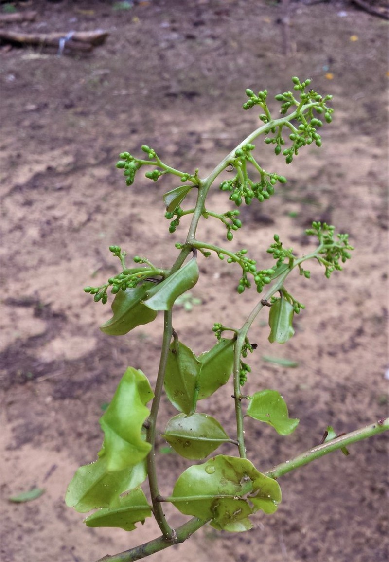 Talinum boivinianum
