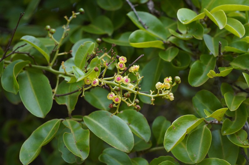 Talinum boivinianum photo 2