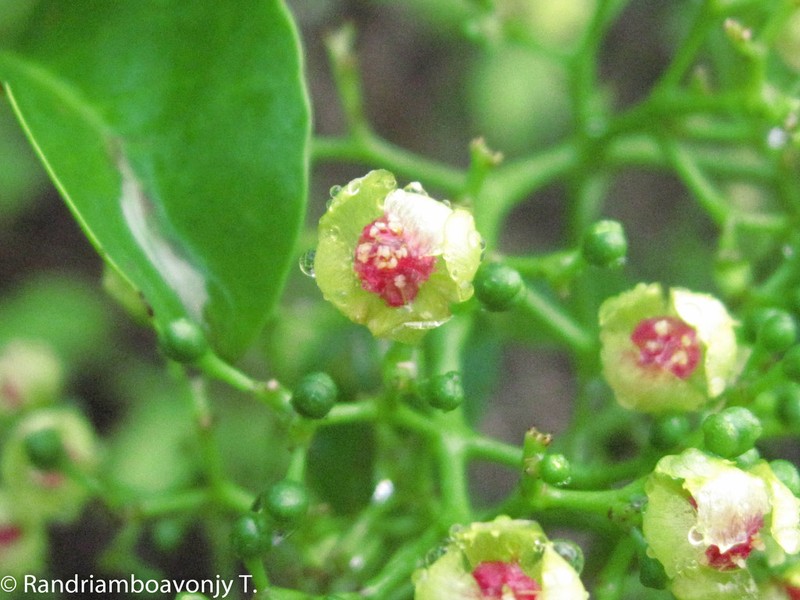 Talinum boivinianum photo 3