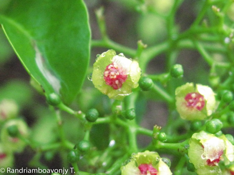 Talinum boivinianum photo 5