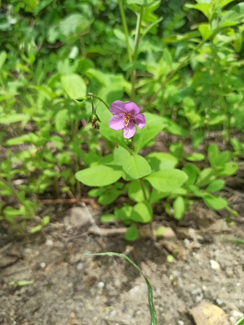 Ceylon Spinach photo 2