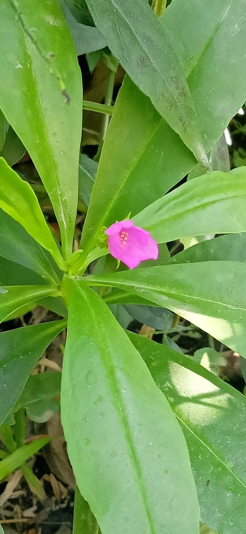 Ceylon Spinach photo 3