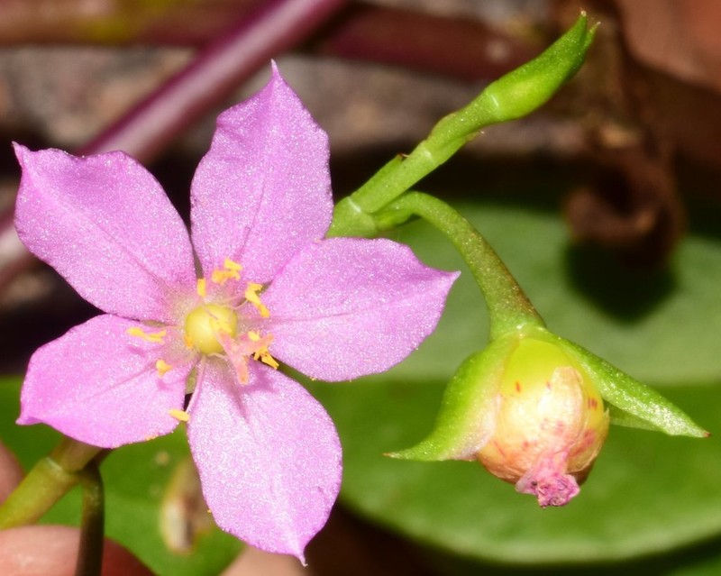 Ceylon Spinach photo 5