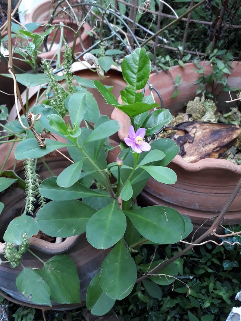 Ceylon Spinach photo 6
