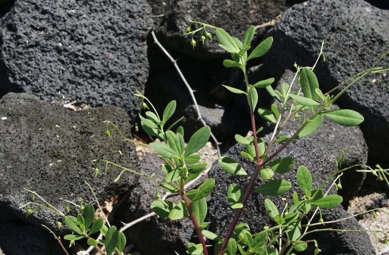 Ceylon Spinach photo 7