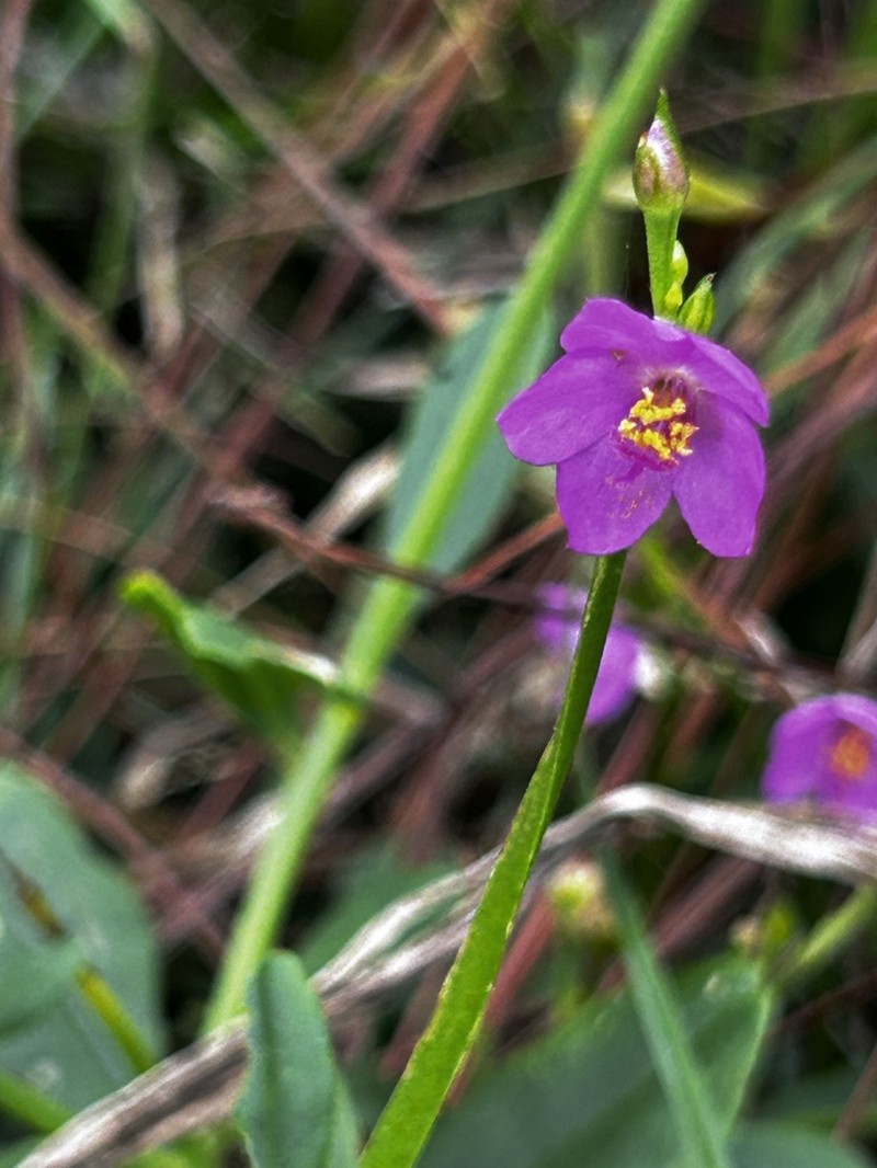 Ceylon Spinach photo 8