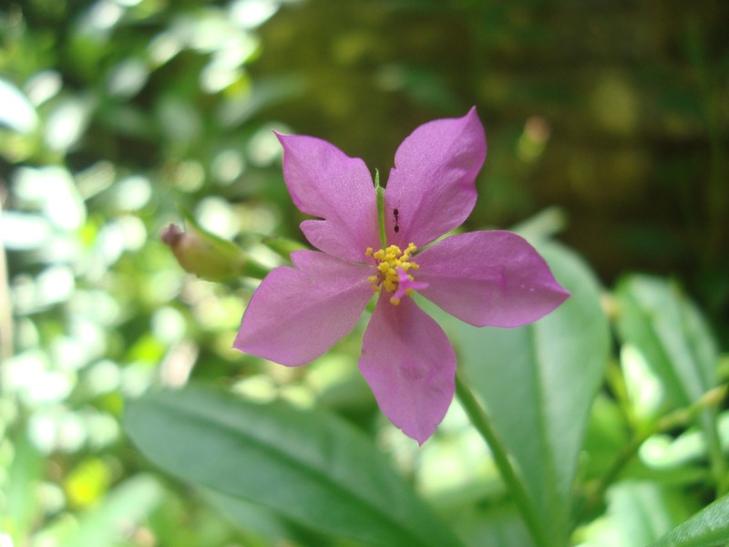 Ceylon Spinach photo 6