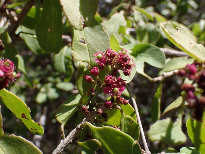 Talinum grevei