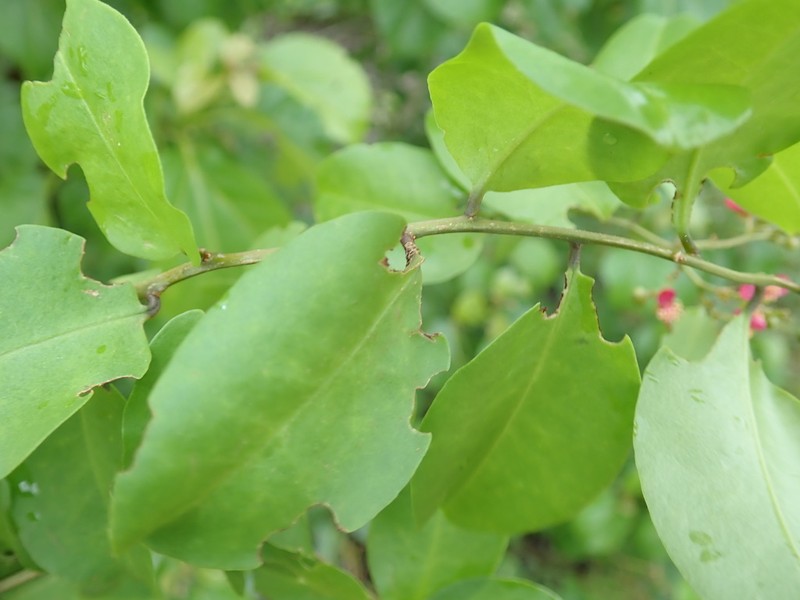 Talinum grevei photo 2