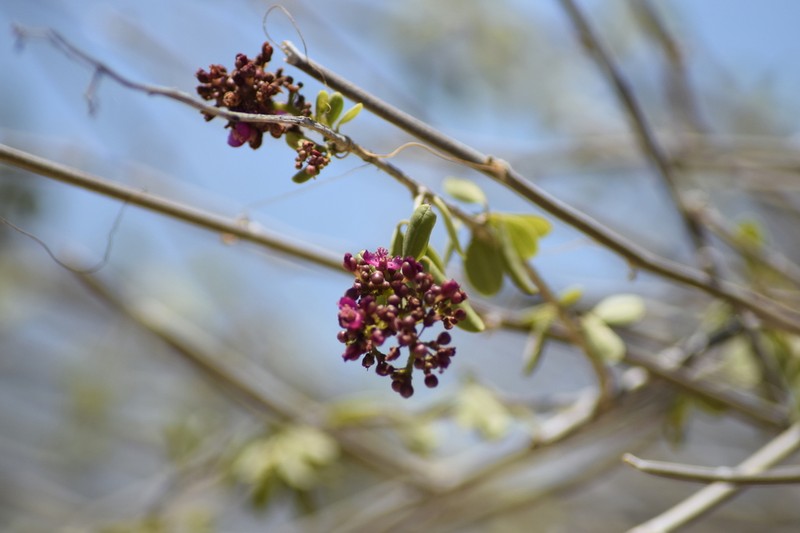 Talinum grevei photo 3