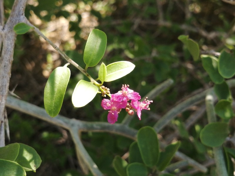 Talinum grevei photo 5