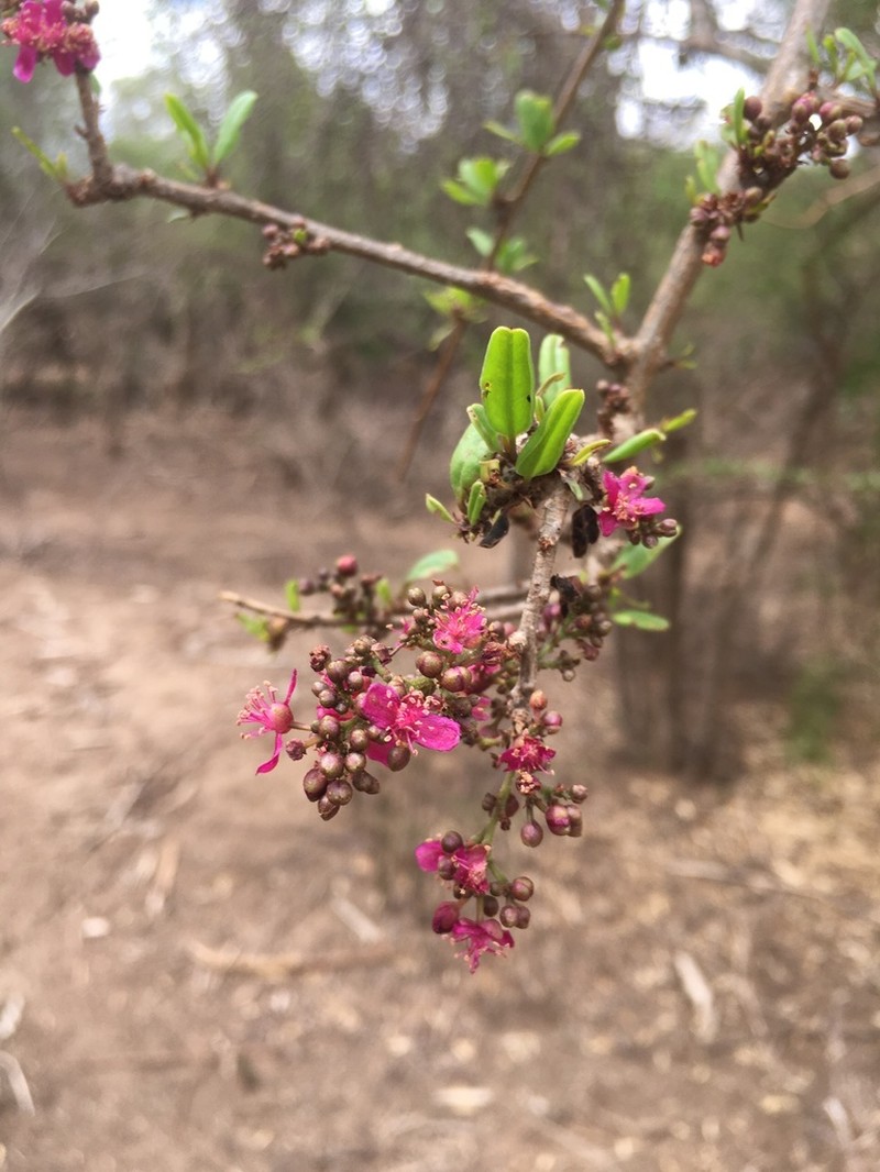 Talinum grevei photo 6