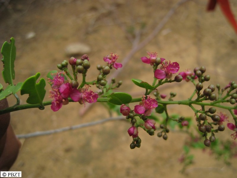 Talinum grevei photo 7