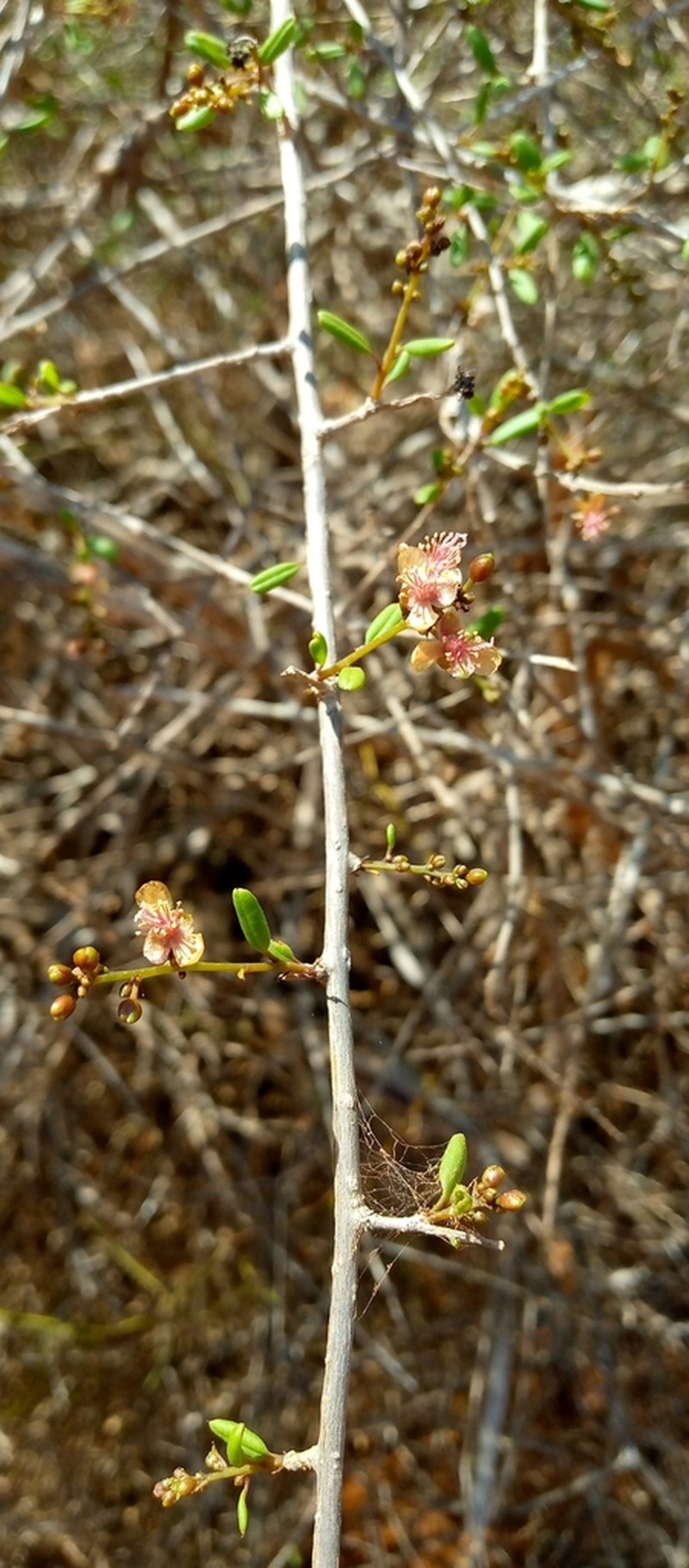 Talinum grevei photo 8