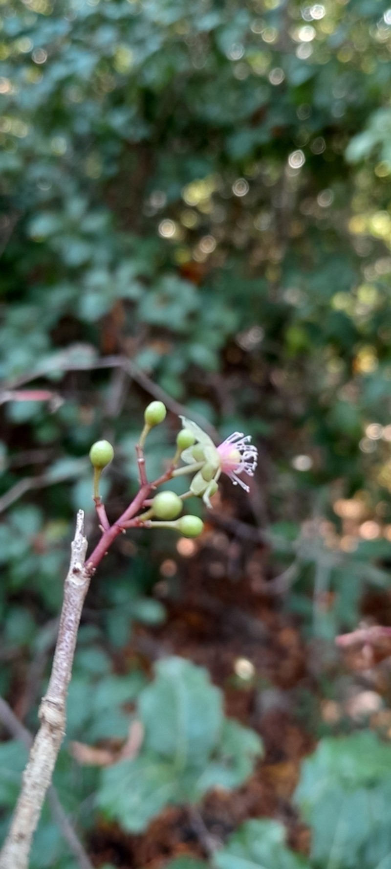 Talinum latifolium