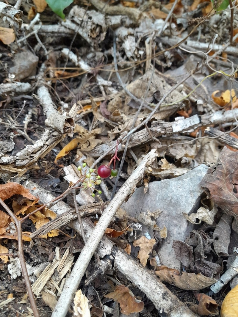 Talinum latifolium photo 2