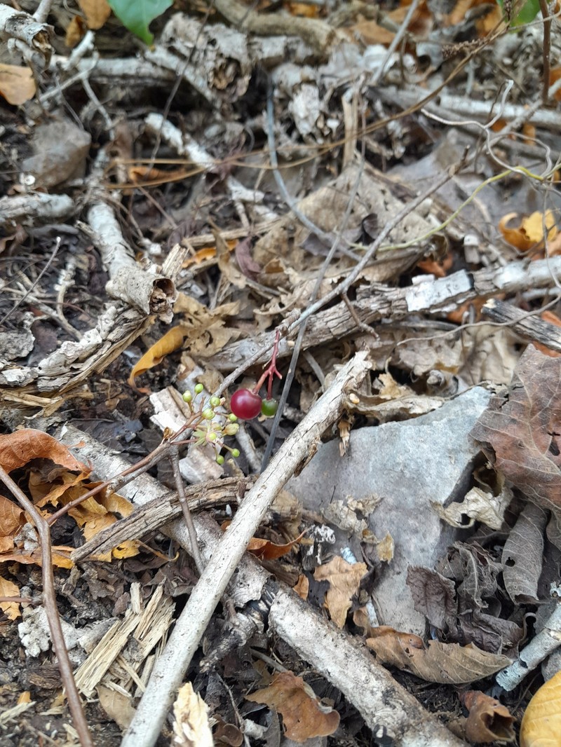 Talinum latifolium photo 3