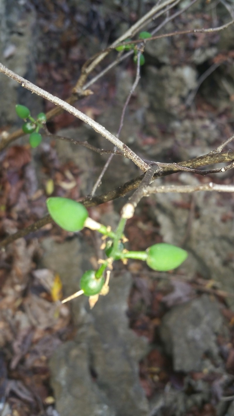 Talinum pachypodum