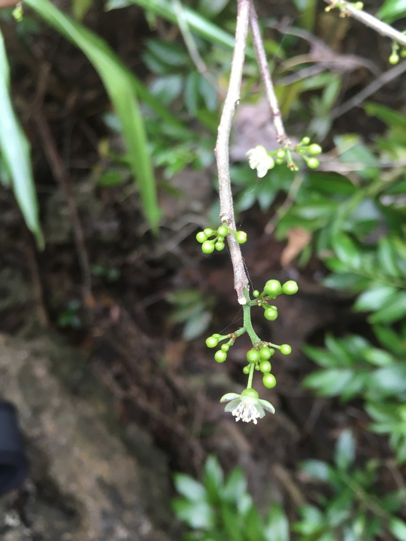 Talinum pachypodum photo 2