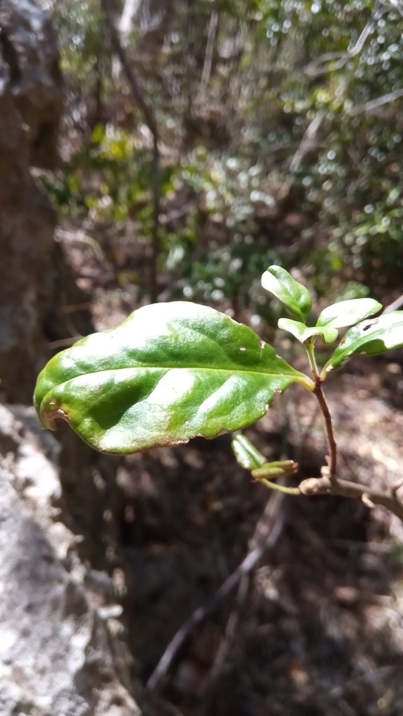Talinum pachypodum photo 3