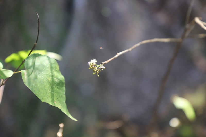 Talinum pachypodum photo 4