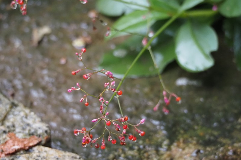 Jewels Of Opar photo 8