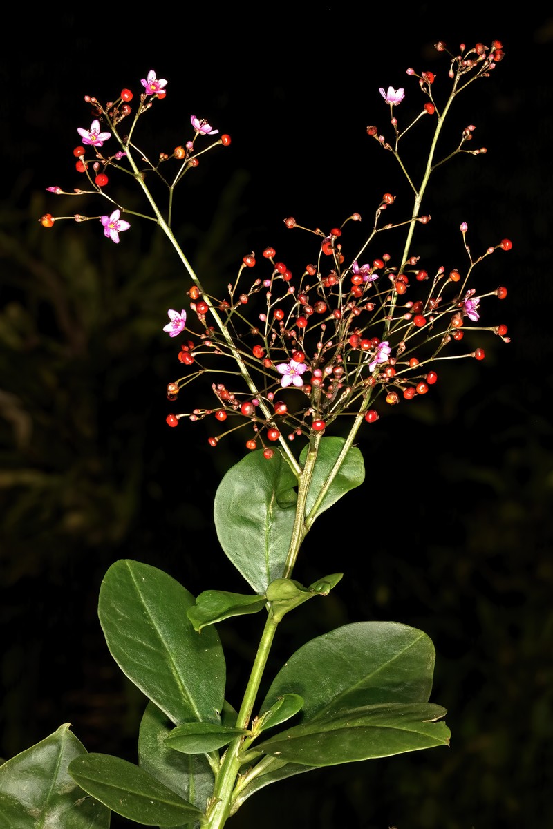 Jewels Of Opar