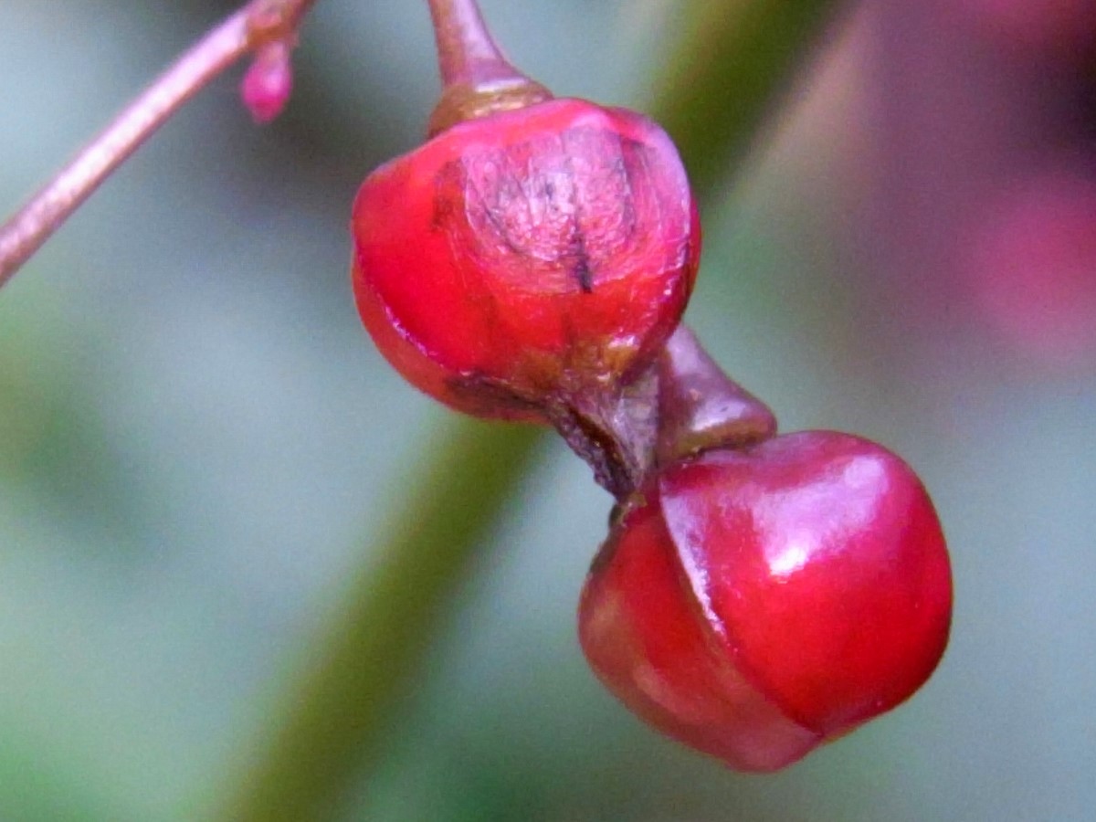 Jewels Of Opar photo 6
