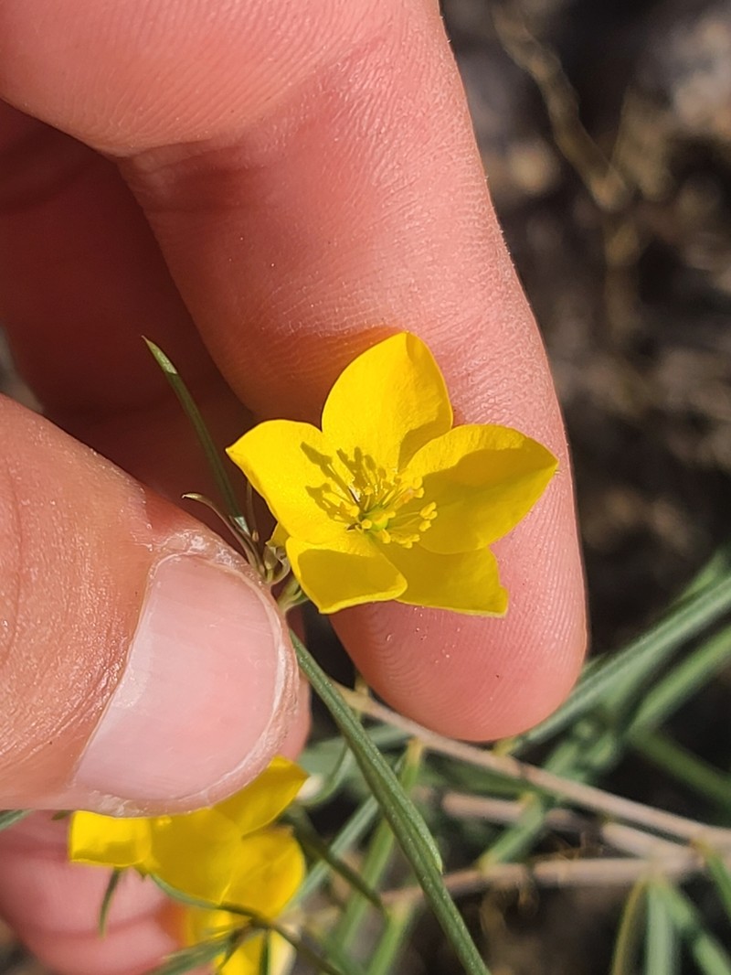 Talinum polygaloides