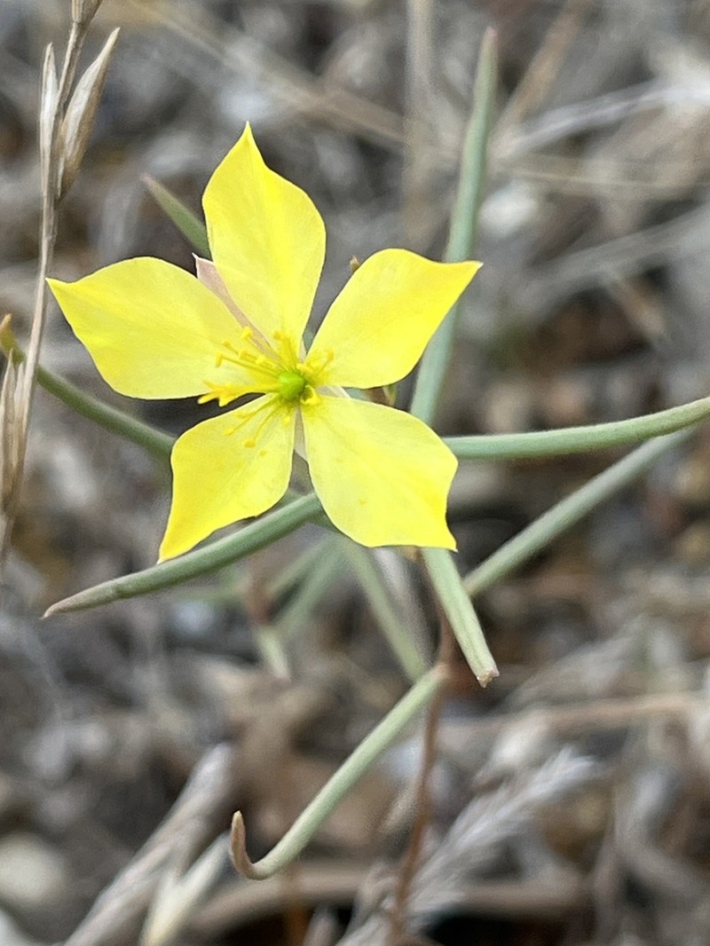 Talinum polygaloides photo 2