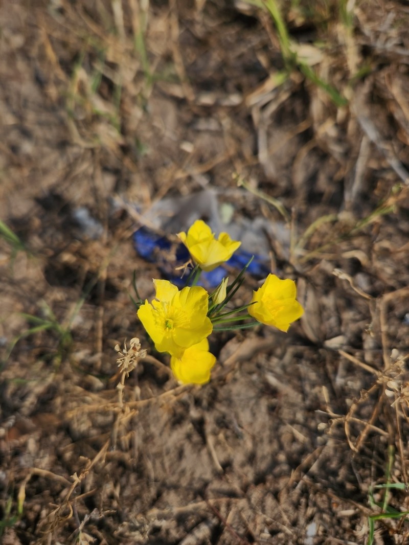 Talinum polygaloides photo 3