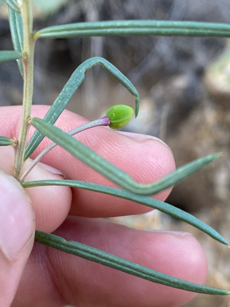 Talinum polygaloides photo 4