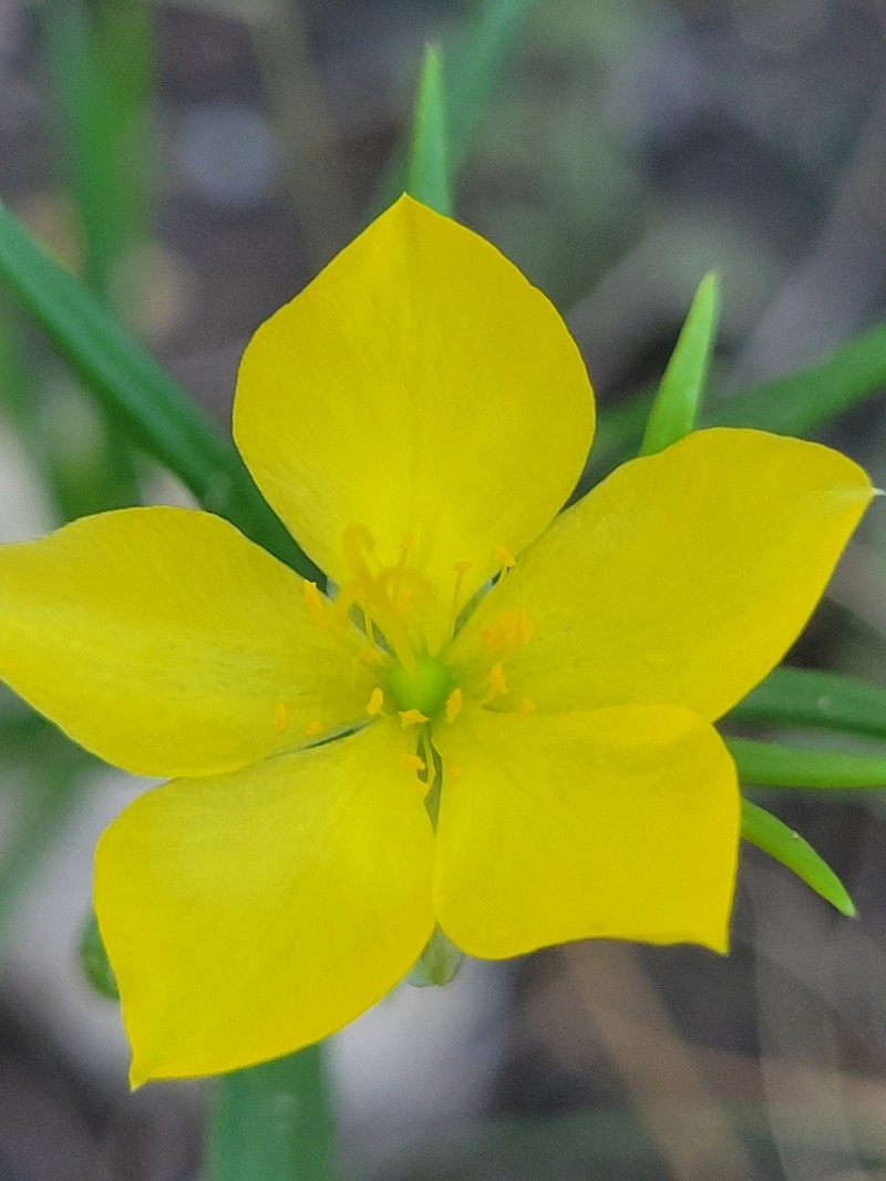 Talinum polygaloides photo 5