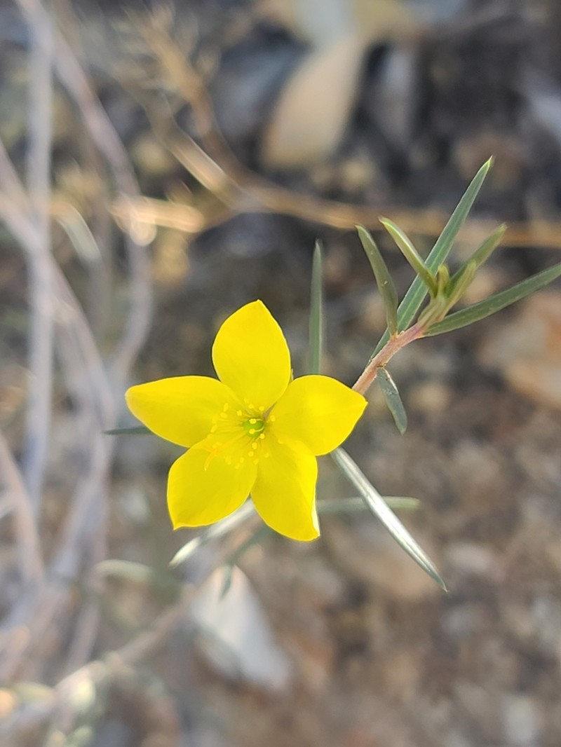 Talinum polygaloides photo 6