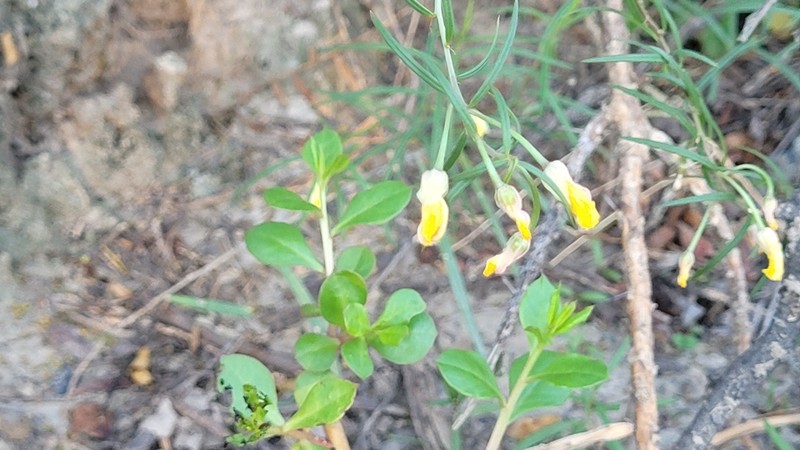 Talinum polygaloides photo 7