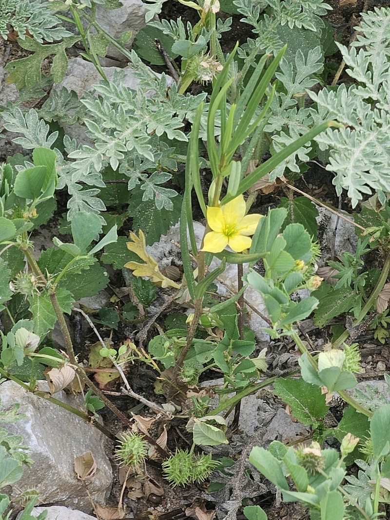 Talinum polygaloides photo 8