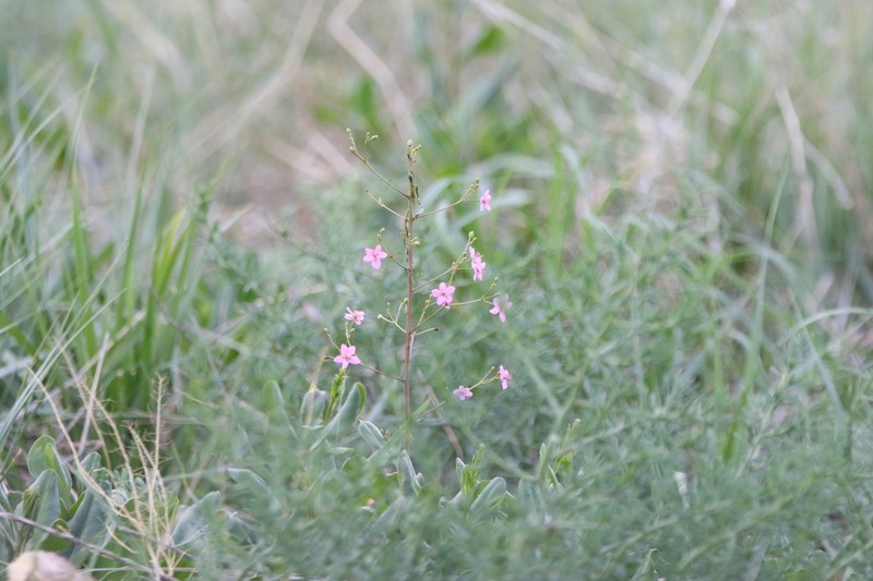Talinum sonorae