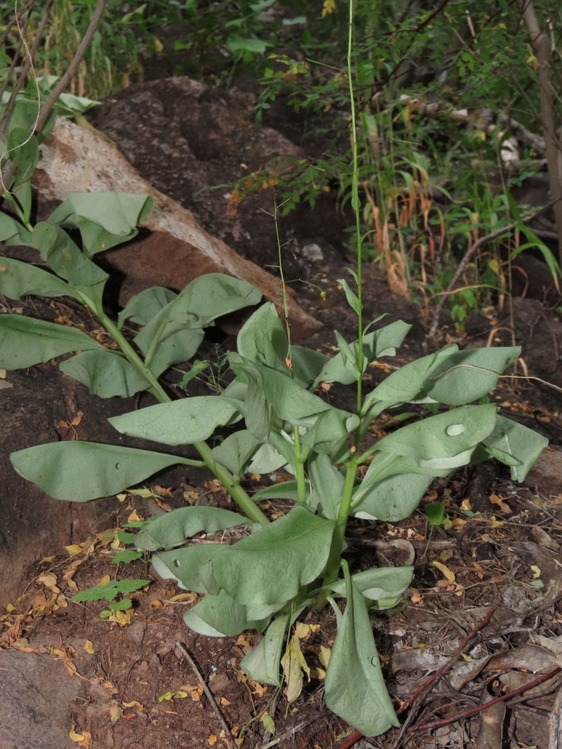 Talinum sonorae photo 2