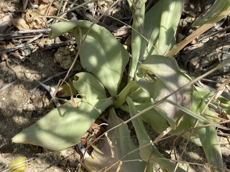 Talinum sonorae photo 3