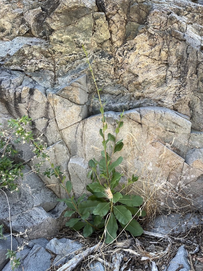 Talinum sonorae photo 4