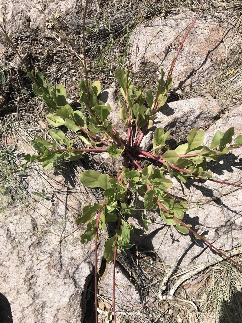 Talinum sonorae photo 5