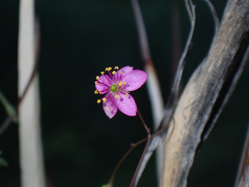 Talinum sonorae photo 6